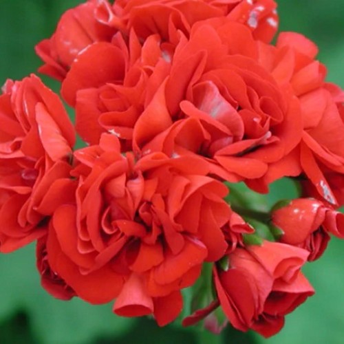 Pelargonium 'Red Ramber' - Pelargoon 'Red Ramber' P9/0,55L